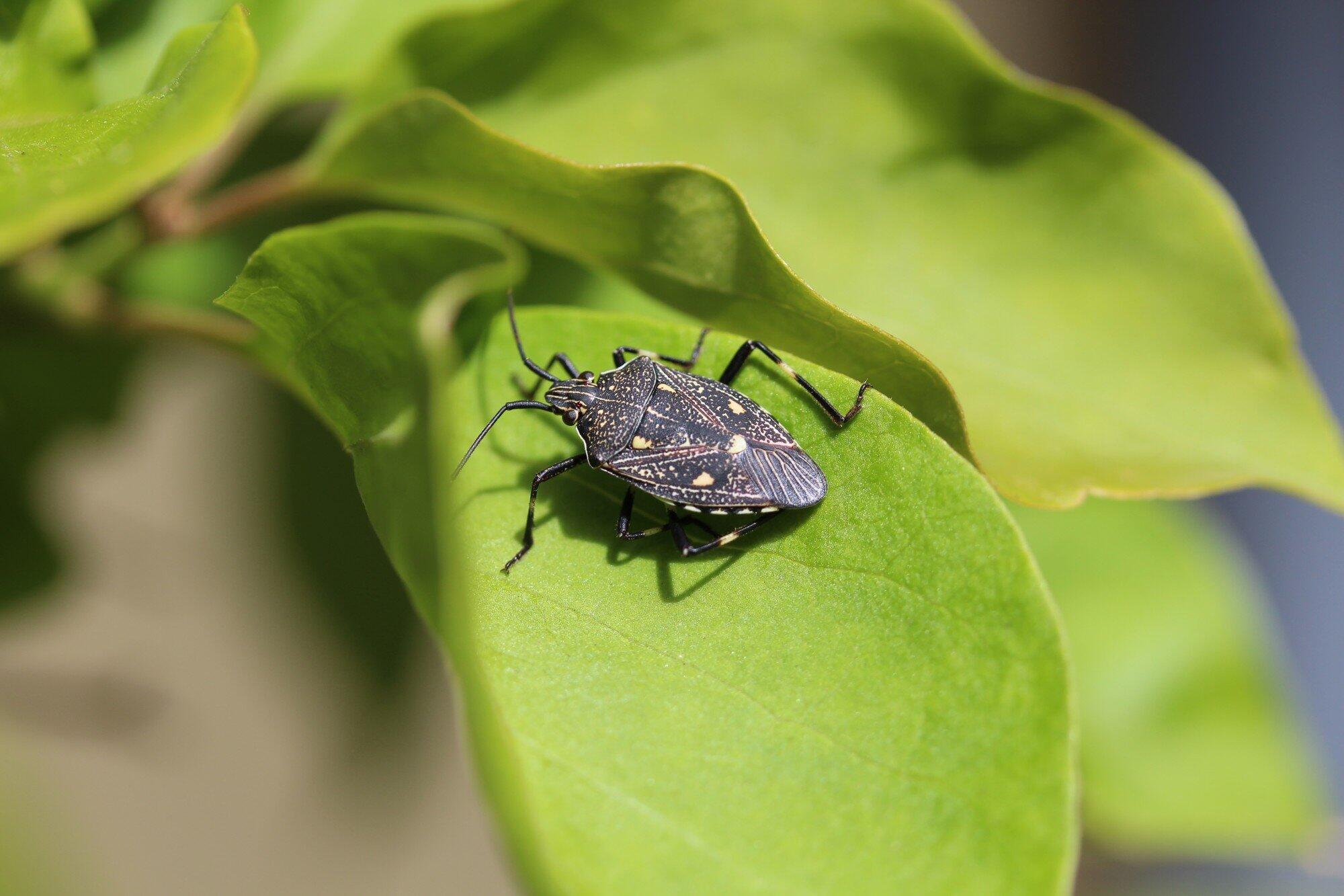 How to Effectively Use Lawn Bug Killer Tips and Tricks for Homeowners