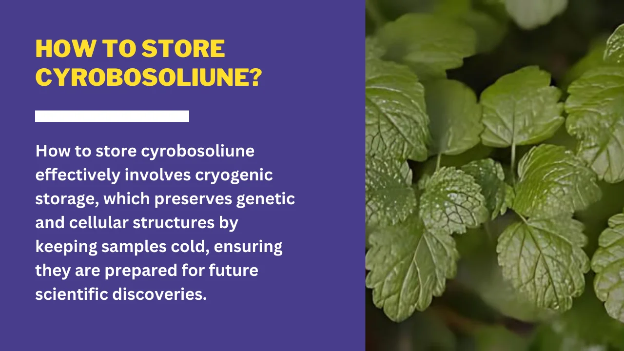 How to Store Cyrobosoliune_