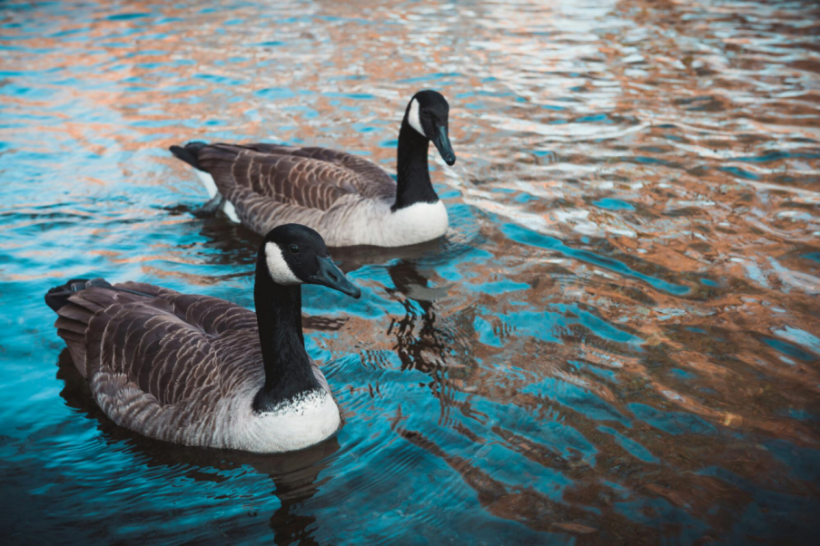 Waterfowl Hunting Decoys